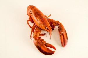 homard sur fond blanc photo