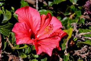 gros plan de fleur d'hibiscus photo