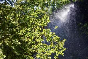 gros plan de feuilles vertes photo