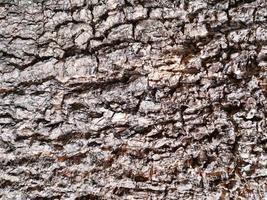 gros plan et recadrage de la texture de l'écorce de bois brun foncé photo