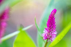 globe amarante dans le jardin photo