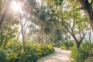 rayons de soleil fond de forêt exotique. chemin à travers la jungle de palmiers. paysage de parc tropical. vue palmier. passerelle en bois dans la nature. bois verts d'été. photo