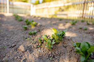 semis poussant à partir d'un sol fertile dans le jardin de l'agriculteur, le soleil du matin brille. écologie et équilibre écologique, agriculture et plantation. scène agricole avec des germes dans la terre, gros plan. mise au point douce. photo