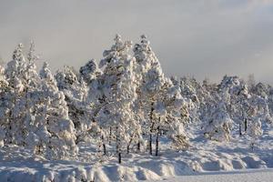 journée d'hiver enneigée dans le marais photo