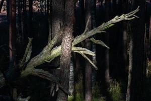 forêt de pins et d'épicéas photo