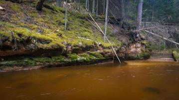petite rivière forestière au début du printemps photo