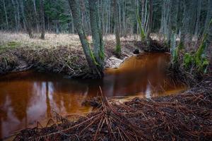 petite rivière forestière photo