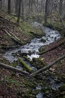 petite rivière forestière au début du printemps photo