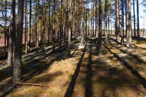 forêt de pins et d'épicéas photo