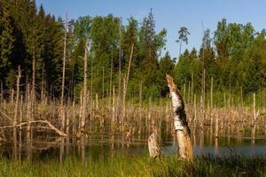 paysages de la campagne lettone au printemps photo