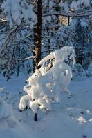 journée d'hiver enneigée dans le marais photo