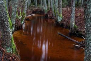 petite rivière forestière photo