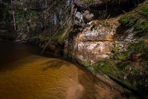 petite rivière forestière au début du printemps photo