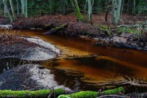 petite rivière forestière photo