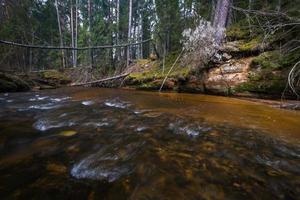 petite rivière forestière au début du printemps photo