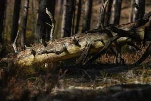 forêt de pins et d'épicéas photo