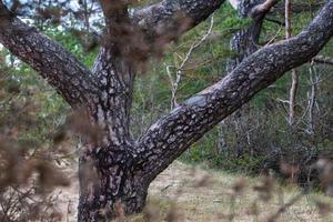 forêt de pins et d'épicéas photo