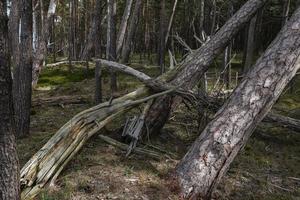 forêt de pins et d'épicéas photo