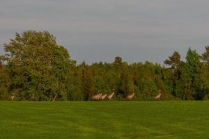 paysages de la campagne lettone au printemps photo