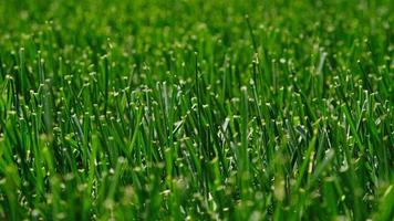 gros plan sur l'herbe verte, texture de fond de verdure naturelle du jardin de pelouse. concept idéal utilisé pour la fabrication de revêtements de sol verts, pelouse pour terrain de football d'entraînement, terrains de golf en herbe, motif de pelouse verte. photo