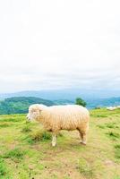 mouton blanc sur la colline de la montagne photo