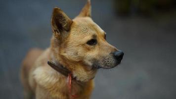 la vue du chien mignon avec l'état adorable dans la cour photo