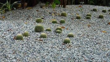 un jardin plein de cactus verts photo