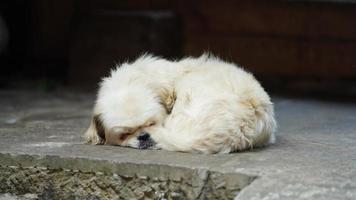 la vue du chien mignon avec l'état adorable dans la cour photo