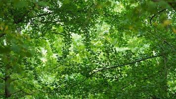 les arbres verts et petits jaunes pleins de la forêt en automne photo