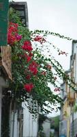 les belles fleurs roses qui fleurissent dans le jardin en été photo