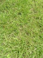 la belle herbe verte du matin peut être utilisée comme arrière-plan. photo