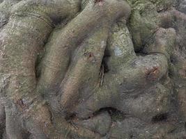 écorce d'arbre bosselée. structure de l'écorce. gros plan de tronc d'arbre. écorce d'arbre. photo