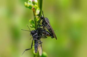 deux mouches voleuses mangent une mouche de mars pendant l'accouplement photo
