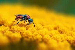 une guêpe d'or est assise sur une fleur jaune photo