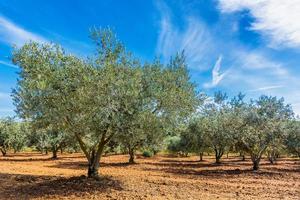 vue panoramique sur le verger d'oliviers en provence sud de la france contre un ciel dramatique photo