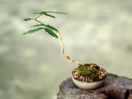 mise en place d'un petit arbre dans un petit pot comme un mini bonsaï photo