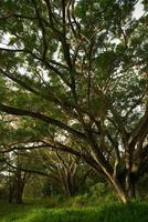 ombre de la canopée des arbres à pluie grand arbre dans la forêt photo