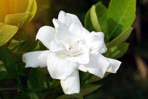 cap jasmin, gardénia jasmin a des fleurs blanches. les pétales sont tous deux de type monocouche. et de nombreux types de pétales empilés ensemble, parfum fort, fleurissant tout au long de l'année. photo