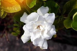 cap jasmin, gardénia jasmin a des fleurs blanches. les pétales sont tous deux de type monocouche. et de nombreux types de pétales empilés ensemble, parfum fort, fleurissant tout au long de l'année. photo