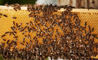 éclairage naturel. vue détaillée du nid d'abeilles plein d'abeilles. conception de l'apiculture photo