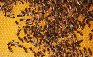 vue détaillée du nid d'abeilles plein d'abeilles. conception de l'apiculture photo