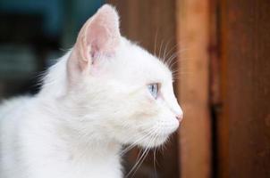 chat blanc pur aux yeux bleu turquoise et aux oreilles roses défectueuses photo