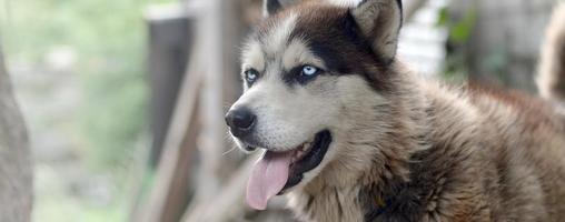 malamute arctique aux yeux bleus portrait de museau en gros plan. c'est un type natif de chien assez grand photo