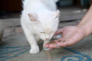 chat blanc tête basse pour sentir et manger de la nourriture pour chat photo