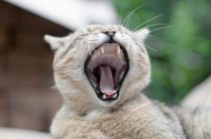 chat domestique tabby brun bâillant sur une cour verte floue photo