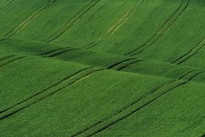 champs agricoles verts de moravie pendant la journée. beau temps photo