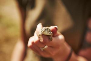 lézard sur la main de la femme à la journée ensoleillée à l'extérieur. conception de la faune. petit reptile photo