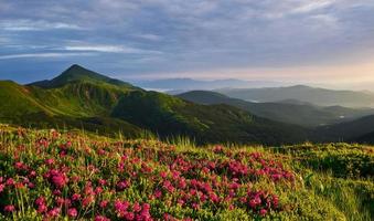 montagnes couvertes de fleurs. majestueuses carpates. beau paysage. une vue à couper le souffle photo