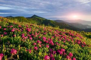 champ de fleurs. majestueuses montagnes des carpates. beau paysage. une vue à couper le souffle photo