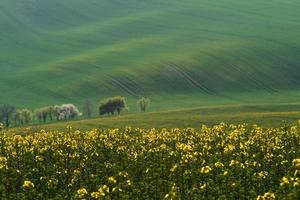 belle prairie. champs agricoles verts de moravie pendant la journée. beau temps photo